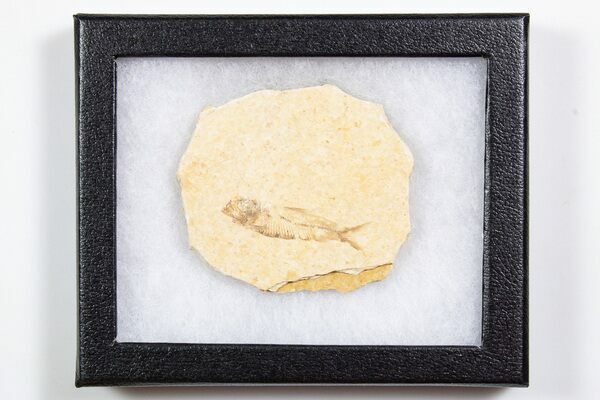 knightia-fossil-fish-from-
